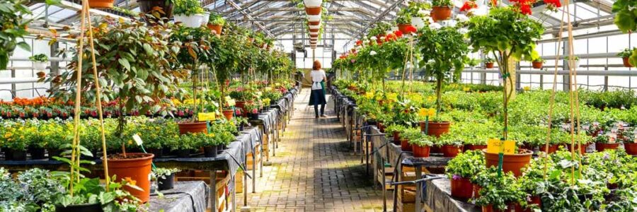 Medium –Size- Garden Centre with shop and services– Canary Islands